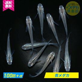 楽天市場】◇大特価◇【白メダカ100匹】ホワイトめだか ◇卸価格の大 