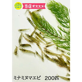 ◆超大特価！◆送料無料【ミナミヌマエビ200匹】メダカ アクアリウム メダカ飼育 水質改善