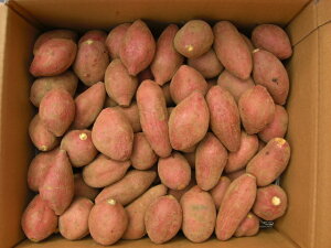 ��q���Y ���[�� ����3S�T�C�Y5kg�y�k�C���E���k�E����ʓr�������K�v�z