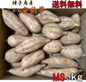 \1ʁ@qY@[ MSTCY5kg@ykCEkEʓrƂȂ܂z