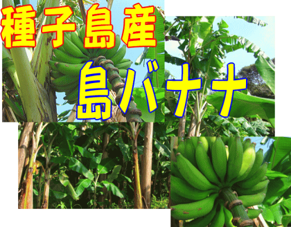 楽天市場 島ばなな 種子島楽天市場店 楽天市場 島ばなな 種子島楽天市場店