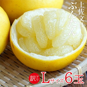 【1月中旬以降から順次ご発送】 【 土佐文旦 訳あり L 6玉 】 送料無料 高知県 高知 ブンタン 文旦 訳あり Lサイズ 6玉 Lサイズ 6玉 みかん 国産 国産みかん ご家庭用 ザボン ボンタン みかん ご