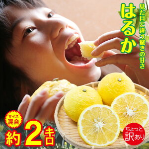 y1{珇zy ͂邩 2kg z  茧 ͂邩  TCYoo TCY  2kg ݂ Y Y݂ ƒp Gi Mtg 蕨 ݂ p ʕ 