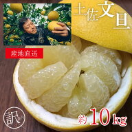 レビュー★4.59 【 土佐文旦 ご家庭用 10kg 】 送料無料 高知県 高知 産地直送 土佐文旦 ブンタン 文旦 …