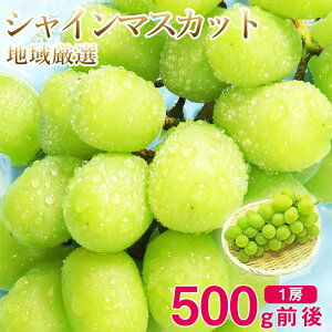 y1125珇z\ VC}XJbg 1[ 500g O  n挵I R  R  󂠂 ƒp }XJbg Ԃǂ Mtg   hV̓ Mtg v