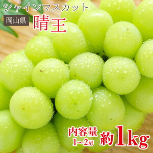 y9{珇z  VC}XJbg  R V}XJbg  1kg 1`2[ R RY ƒp }XJbg Ԃǂ Mtg   󂠂 hV̓ M