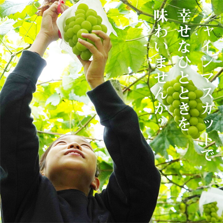 楽天市場】【8月下旬から順次ご発送】 送料無料 地域厳選 超 特大 