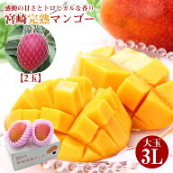 レビュー★4.67【4月より順次ご発送】 【 宮崎完熟マンゴー 900g以上 3L 2玉 (450g×2) 】 送料無料 宮崎…
