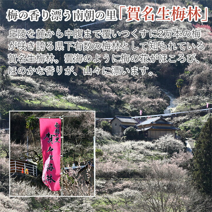楽天市場】【5月下旬から順次ご発送】 【 南高梅 白加賀梅 鶯宿梅 約 