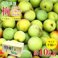 【6月初旬から順次ご発送】 【 南高梅 白加賀梅 鶯宿梅 約10kg 】送料無料 訳あり 梅 紀州 紀州南高梅 青…