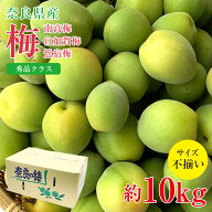 【6月初旬から順次ご発送】【 秀品 南高梅 白加賀梅 鶯宿梅 約10kg 】送料無料 産地直送 秀品 梅 紀州 紀…