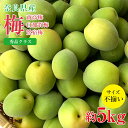 【6月初旬から順次ご発送】【 秀品 南高梅 白加賀梅 鶯宿梅 約5kg 】梅干し用 送料無料 産地直送 秀品 梅 紀州 紀州南…