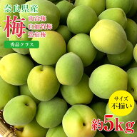 【6月初旬から順次ご発送】【 秀品 南高梅 白加賀梅 鶯宿梅 約5kg 】送料無料 産地直送 秀品 梅 紀州 紀…