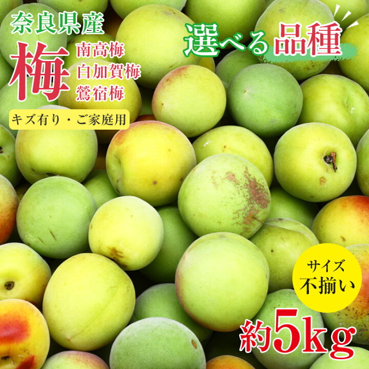 楽天市場】【6月初旬から順次ご発送】 【 南高梅 白加賀梅 鶯宿梅 約 