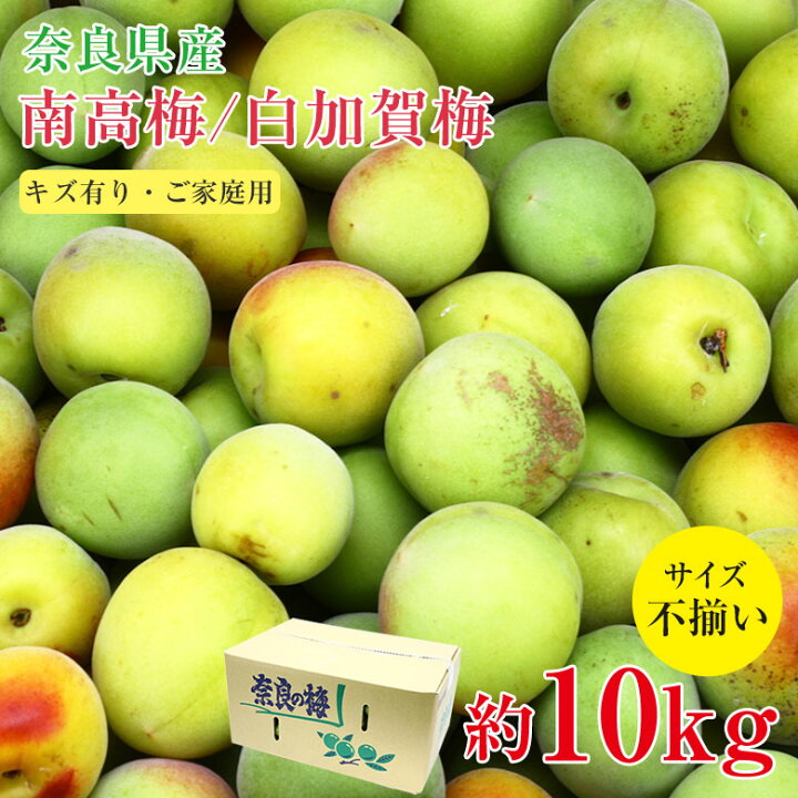 楽天市場】【順次発送中】 【 南高梅 白加賀梅 約10kg 】送料無料 訳 