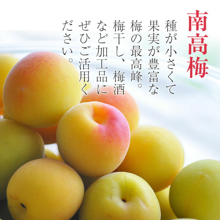 楽天市場】【順次発送中】 【 南高梅 白加賀梅 約5kg 】送料無料 