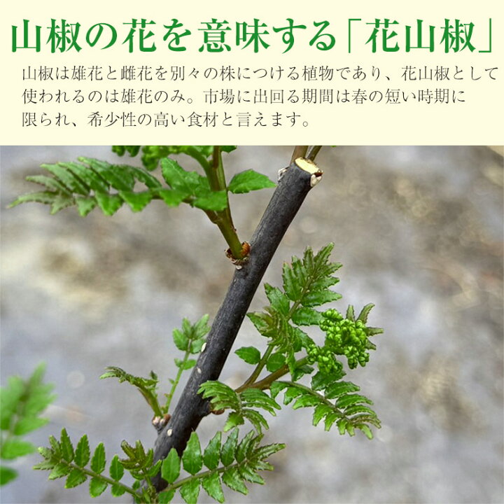 楽天市場】【4月中旬より順次ご発送予定】【 花山椒 約100g 】 送料 