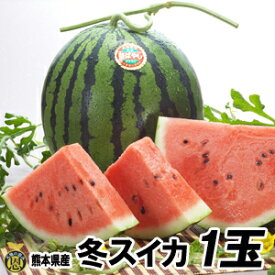 冬スイカ1玉【送料無料】熊本県産 すいか 贈答 西瓜　ギフト