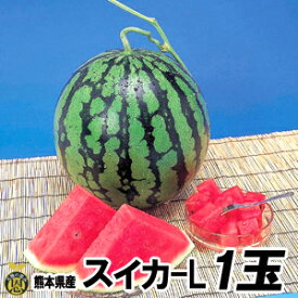 スイカ　Lサイズ 1玉（約6kg）【送料無料】熊本県産　西瓜