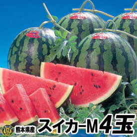 スイカ　Mサイズ 4玉（約5kg）【送料無料】熊本県産　西瓜