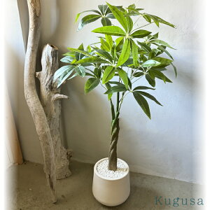 yԓXďCz tFCNO[ pL ϗtA tFCN lHϗtA A ^  100cm CeA  ItBX   K^̖ Mtg Kugusa