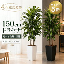楽天市場】ドラセナ 150cmの通販