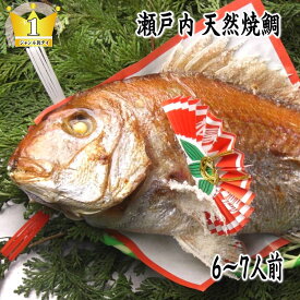 【送料無料】　【お食い初め　鯛】【祝鯛】　天然焼き鯛 1．2kgアップ お食い初め お祝い用【祝い飾り付き】 炭火焼の祝い鯛 淡路島・明石鯛を心を込めて焼き上げます。 おくいぞめ　にらみだいにも最適な【鯛の塩焼き】天然焼鯛の　御七夜【尾頭付き鯛】