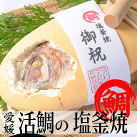 【農林水産大臣賞 受賞】【鯛の塩釜焼】愛媛 活け鯛 1.5kg【送料無料】【ご希望のメッセージをお付けしま…