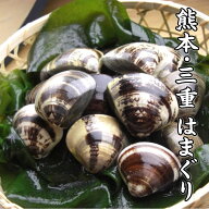 【国産 蛤】熊本産 天然 活はまぐり 100g ぷりぷりの 地蛤を砂抜きしてお届け！はまぐり は、お祝い事に…