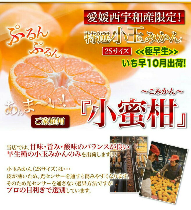 みかん 小玉 愛媛 家庭用 極早生 10月出荷 JAにしうわ川上共選 天皇杯受賞愛媛県産 川上小玉みかん 小蜜柑 2Sサイズ 2.5kg 稀少品 送料無料 果物 フルーツ 産地直送 J常 : くいしんぼうグルメ便 みかん 小玉 愛媛 家庭用 極早生 10月出荷 JAにしうわ川上共選 天皇杯受賞愛媛県産 川上小玉みかん 小蜜柑 2Sサイズ 2.5kg 稀少品 送料無料 果物 フルーツ 産地直送 J常 : くいしんぼうグルメ便