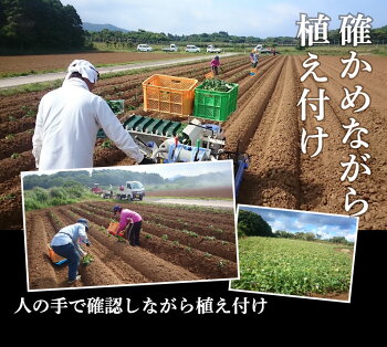 有機安納芋安納いもあんのう芋蜜芋五島列島オーガニックMLサイズA品3kg
