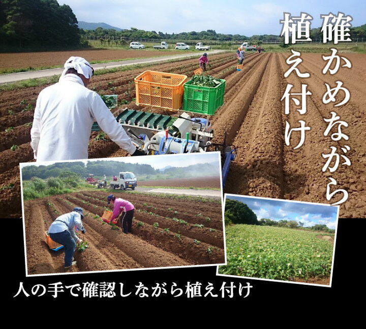 楽天市場】早期予約 ギフト 安納芋 有機 プチ安納芋 安納いも あんのう芋 蜜芋 離乳食 五島列島 オーガニック S/2Sサイズ 5kg 産地直送 Y常 : くいしんぼうグルメ便 楽天市場】早期予約 ギフト 安納芋 有機 プチ安納芋 安納いも あんのう芋 蜜芋 離乳食 五島列島 オーガニック S/2Sサイズ 5kg 産地直送 Y常 : くいしんぼうグルメ便
