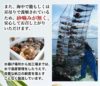 青森県陸奥湾産大粒ベビーホタテ(生食用)大粒2Lサイズ1kg(61〜80粒)食べごたえ抜群