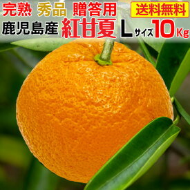 紅甘夏 あまなつ Lサイズ 10kg 鹿児島 出水 秀品 30玉前後 ギフト 送料無料 甘い 甘夏 みかん フルーツ 果物 贈答用 産地直送 Y常