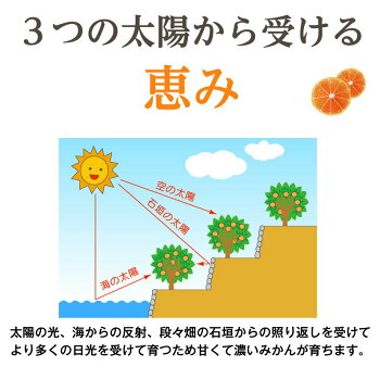 極甘さっぱり冷凍みかん600gx3袋【愛媛県産八協ブランドみかん1.8kg送料無料】甘味濃縮なつかしの冷凍みかん!