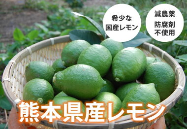 レモン送料無料訳あり2kg熊本県産