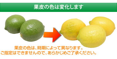 レモン送料無料訳あり2kg熊本県産
