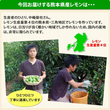 レモン送料無料訳あり2kg熊本県産