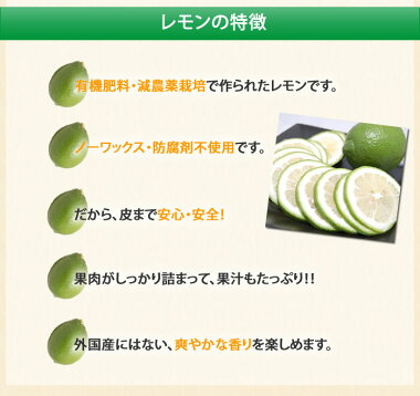 レモン送料無料訳あり2kg熊本県産