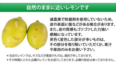 レモン送料無料訳あり2kg熊本県産