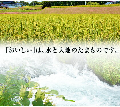 【送料無料】新米令和2年産キヌヒカリ精米10kg(熊本県産)★安心・安全熊本のお米
