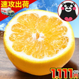 河内晩柑 送料無料 和製 グレープフルーツ おまけ 増量 旬 の フルーツ 果物 みかん 1.5kg 4.5kg 9kg 訳あり 夏文旦 晩柑 ジューシーみかん 熊本県産 mikann 《1-5営業日以内に発送予定(土日祝日除く)》