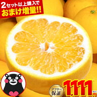 【今ならエントリーでP10倍】河内晩柑 1.5kg 送料無料 【最大4セット分おまけ増量】 和製 グレープフルー…
