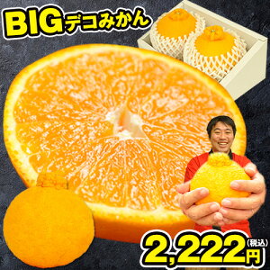 ỹfR|(sm)Ɠiz {EF{Y BIGfR݂ 2ʓ  ق̑傫I 5L-6L  ʕ t[c Mtg l ̂   s12{-12