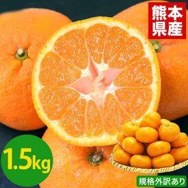 大粒 みかん 訳あり 熊本 送料無料 フルーツ 訳ありみかん 2セットで＋1kgおまけ 1.5kg 5kg以下 10kg以下 大玉 家庭用 果物 柑橘 食品 蜜柑 フルーツ 果物 大粒みかん 《1-5営業日以内発送（土日祝省く）》