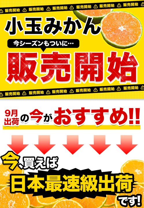 こだまみかんです 楽天市場】【2セット以上購入でおまけ増量＆日本最速級9月出荷