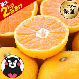 【在庫復活★2セット以上でおまけ！】小玉 みかん 送料無料 訳あり ミカン 小粒 1.5kg【5kg以下(5キロ・5k) 家庭用 サイズ 箱買い 】 果物 熊本 早生 柑橘 訳アリ 小玉 で 甘い 蜜柑 《3-7営業日以内に発送予定(土日祝除く)》