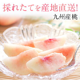 九州産 ハウス 桃 Lサイズ 4玉入り 約560g〜600g入り 旬 の 果物 送料無料 名産地 産地直送 日川白鳳 加納岩白桃 ふくえくぼ ギフト クール便配送 《7-14営業日以内に発送予定》