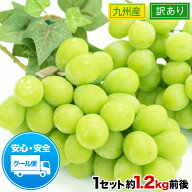 【先着限定★クーポンで300円OFF！】 訳あり シャインマスカット 1.2kg前後 フルーツギフト 果物 マスカ…
