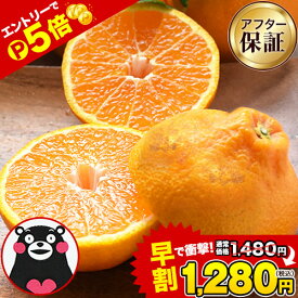 【ライブ視聴＆エントリーでP5倍】【早割★1480円⇒1280円】 デコポン と同品種 訳あり デコみかん 送料無料 1.5kg 2セット購入で1セット分おまけ増量 不知火 みかん ミカン 熊本 柑橘 くまもと風土 買い回り 《2月上旬-3月上旬頃より発送予定》